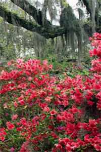 情字落笔忘秋心前文+后续